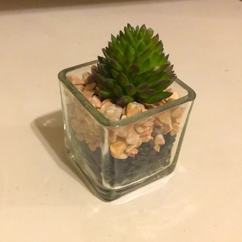 SUCCULENT